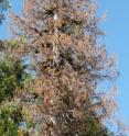 This photo shows the dying crown in a yellow-cedar tree that has freezing injury to its fine roots.