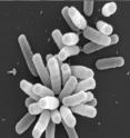 A group of crown-gall-disease-causing <i>Agrobacterium tumefaciens</i> cells as imaged by scanning electron micrograph at Indiana University.