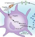 Flagella, which  provide motility for pathogens like <I>S. tyhimurium</I>, contains flagellin, which is taken up by a splenic dendritic cell (purple). A specialized flaggelin sensor NAIP5 registers the presence of flagellin and initiates the assembly of the inflammasome complex NLRC4, which triggers a cascade of events, liberating IL-18—an inflammatory interleukin—from the dendritic cell. IL-18 then migrates to a CD8+ T cell (green), where it binds with a specific receptor known as MyD88. The resulting IFN-&#955; secretion contributes to the clearance of the infecting pathogen by activating cellular antibacterial resistance pathways.
