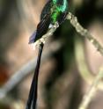 Venezuela's scissor-tailed hummingbird has an existing habitat of less than 100 square miles of humid mountain forest. It is currently considered threatened with extinction, and computer models of expected extinctions due to climate change indicate that this species will be among the most likely to go extinct by the end of the century if global warming continues.