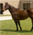 This is an American Quarter Horse mare -- the first to have its genome sequenced using "next generation" sequencing.
