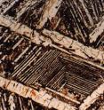 This is a photomicrograph of a small, thin section of komatiite lava. The "spinifex texture" is a hallmark and considered unequivocal evidence of their ancient origin as molten rock extruded from deep in the Earth.