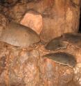 This is some Mayan pottery and a stalagmite in a Yucatán Peninsula cave.