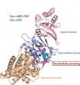 Berkeley Lab researchers at the Advanced Light Source have discovered a nucleotide-sensing loop that synchronizes conformational changes in the three domains of group II chaperonin for the proper folding of other proteins.