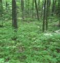 A forest without earthworms has a rich understory of herbaceous plants, tree seedlings, and shrubs, and a thick, spongy leaf litter layer. A recent decline in ovenbirds, a ground-nesting migratory songbird, in forests in the northern Midwest US is being linked by scientists to earthworms.
