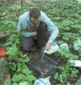 Scott Loss uses a liquid-mustard mixture to sample earthworms.  The mustard contains a skin irritant that causes earthworms to come to the surface. A recent decline in ovenbirds (<I>Seiurus aurocapilla</I>), a ground-nesting migratory songbird, in forests in the northern Midwest US is being linked by scientists to a seemingly unlikely culprit: earthworms.