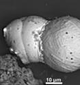 This image shows the "tectonic" effects of the collision of one spherule with another during the cosmic impact.