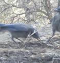 To find out if noise affected the number of piñon pine seeds that animals ate, the researchers scattered piñon pine seeds underneath piñon pine trees in noisy and quiet sites, using a motion-triggered camera to figure out what animals took the seeds.