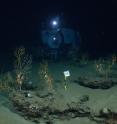 The Deep Submergence Vehicle Alvin is shown working at the coral site found to be impacted by the oil spill from the Macondo well in the Gulf of Mexico. Compelling evidence of the impact of the <i>Deepwater Horizon</i> oil spill on deep-sea corals will be published online in the early edition of the journal <i>Proceedings of the National Academy of Sciences</i> during the week beginning March 26, 2012. The researchers, led by Penn State University Biologist Charles Fisher, used a wide range of underwater vehicles, including the research submarine Alvin, as well as comprehensive chemical-analysis techniques to determine precisely the source of the petroleum hydrocarbons they found on the corals.