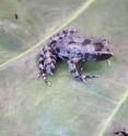 The Bururi long-fingered frog (<I>Cardioglossa cyaneospila</I>) from Burundi is about 1.5 inches long with a black and bluish-gray coloration.