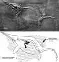 This is an ichthyosaur female with scattered embryos outside of the body of the mother.