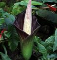 This is <I>Amorphophallus hewittii</I>.