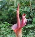 This is <I>Amorphophallus konjac</I>.