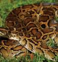 Burmese pythons, native to southern Asia, have taken up a comfortable residence in the state of Florida, especially in the Everglades. In addition to out-competing native wildlife for resources and habitat, the pythons are eating the native wildlife.