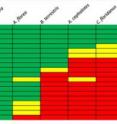 Twenty miRNAs the scientists originally thought to be specific to honeybees turned out to be common to other eusocial insects as well, a pattern consistent with the idea that miRNAs played a role in the evolution of eusociality. The honeybee miRNAs (green) are also found in: <i>Apis floria</i>, the Asian dwarf bee; <i>Bombus terrestris</i>, the bumble bee; <i>Atta cephalotes</i>, the leaf cutter ant; and <i>Camponotus floridanus</i>, a carpenter ant. All of these are social insects, although the last three are considered to be “primitive social.” In contrast the miRNAs are completely absent in <i>Nasonia longicornis</i>, a solitary wasp. (Yellow indicates an imperfect match.)