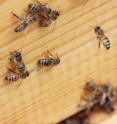 Worker bees become foragers only at the very end of their lives, after making their way through a list prescribed tasks from feeding brood to ventilating the nest. The forager in this photo is recognizable by her saddlebags, which are stuffed with yellow pollen.