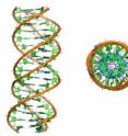 This is a simulation of a triple DNA helix structure side view and viewed from above.