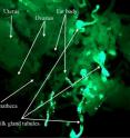 There have been a large number of studies about SMase and associated enzymes in mammals, but almost none in insects. This image shows immunolocalization of SMase in the tsetse fly reproductive tract during pregnancy.