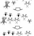 This shows the similarity discrimination effect in a hypothetical population of microorganisms, starting with a diverse population containing two similar pairs at the tops. The similar pairs cooperate with each other and thus leave more offspring in the following generation.