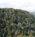 Countless trees in California have been felled by sudden oak death.