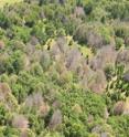 This is an aerial view of a forest of trees blighted with sudden oak death.