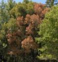 This is an up-close view of a tree affected by the disease.