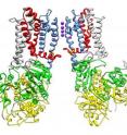 Potassium ions (shown in purple) pass through the narrow opening of a large potassium channel to generate the electrical signals that allow cells to communicate with one another. Researchers at Washington University in St. Louis have shown how an unusual protein temporarily blocks these ions from the channel, which gives cells a chance to recover so they can continue firing.