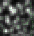 The image shows single-molecule identification. The green cross signs show the locations of single molecules using the super resolution technique.