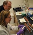 While John Trumble (standing) looks on, Kristen Hladun uses a syringe to dose honey bee foragers with a sugar solution containing selenium, a plant-accumulated pollutant, to study how the toxin alters their behavior.