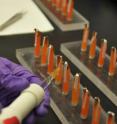 Photo gives a close-up of the experimental set-up showing a honey bee forager being dosed with a sugar solution containing selenium, a plant-accumulated pollutant.