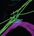 In the model, microtubules are green. A structure called the spindle pole bodies (SPBs) are modeled in blue. The nuclear envelope is shown in magenta. In the wild-type cells, numbers of microtubules are emanating from the area just above the SPB. We refer this area as the radial microtubule organizing center (rMTOC).