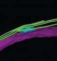 In the model, microtubules are green. A structure called the spindle pole bodies (SPBs) are modeled in blue. The nuclear envelope is shown in magenta. In the cell without Hrs1/Mcp6 protein, the whole rMTOC structure is missing.