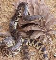 This is a Louisiana pine snake.