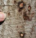 The finger in the photo points to a beetle exit hole on an avocado trunk.