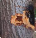 This photo shows an example of wood discoloration due to <I>Fusarium</I> dieback.