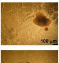 These are phase contrast images showing that H1 triple-knockout (bottom) embryonic stem cells were unable to adequately form neurites and neural networks compared to wild-type embryonic stem cells (top).