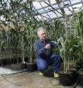 Burkhard Schulz found that a fungicide used to treat brown spots on golf courses inhibits a plant's ability to produce steroids, resulting in smaller, feminized corn plants. Here, Schulz examines sorghum treated with the fungicide while untreated corn in the background rises far above the dwarfed grain plants.