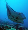 The researchers found a link between replacing native trees with non-native palms and the health of the manta ray population off Palmyra Atoll in the Pacific.