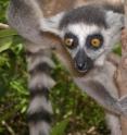 This is a young ring-tailed lemur in densely forested area of Madagascar.