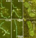 These are sequential color TEM images showing the growth of Pt3Fe nanorods over time, displayed as minutes:seconds. At the far right, twisty nanoparticle chains straighten and stretch into nanorods.