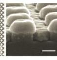 Princeton researchers  dramatically improved the sensitivity of immunoassays, a common medical test, using the nanomaterial shown here. The material consists of a series of glass pillars in a layer of gold. Each pillar is speckled on its sides with gold dots and capped with a gold disk. Each pillar is just 60 nanometers in diameter, 1/1,000th the width of a human hair.