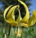 Glacier lilies flower within days of snowmelt and are an important nectar resource.