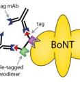 This is an illustration of heterodimer chain attaching to Botulinum molecule at various binding sites.