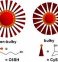 This image shows that the bulkier the ligand, the fewer ligands can sit side-by-side -- leading to a smaller nanoparticle.