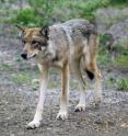This is a wolf, and a top predator, in Denali National Park, Alaska. Climate change is likely to have strong effects on top consumer species like these and, in turn, affect many more species within the natural community.