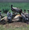 While vultures across Asia have become nearly extinct in the past few decades, the vultures of Cambodia have persisted. Conservationists say that the creation of new vulture “restaurants” and the restoration of depleted wildlife species in Southeast Asia are the next important steps needed to ensure a future for these ecologically valuable scavengers.