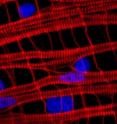 This is a close-up onto the striated (red, horizontal) and smooth (red, vertical) muscle cells of the hydrozoan jellyfish <i>Clytia hemisphaerica</i>. Cell nuclei are colored in blue.