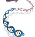 In a paper published in the July 1, 2012, issue of the journal <i>Nature</i>, researchers at the Ludwig Institute for Cancer Research and the University of California, San Diego School of Medicine open the book further, mapping for the first time a significant portion of the functional sequences of the mouse genome, the most widely used mammalian model organism in biomedical research.