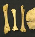 Pictured are the left femur, two right humerus and a right hemifrontal bone belonging to at least two newborns found at "La Ermita de la Soledad" in Huelva. All show signs of bone lesions diagnosed as congenital syphilis.