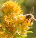 Old bees collect nectar and pollen. Most bees start doing this job when they are 3-4 weeks old, and after that they age very quickly. Their bodies and wings become worn and they loose the ability to learn new things. Most food collector bees die after about 10 days.